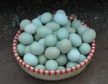 儋州绿壳鸡蛋