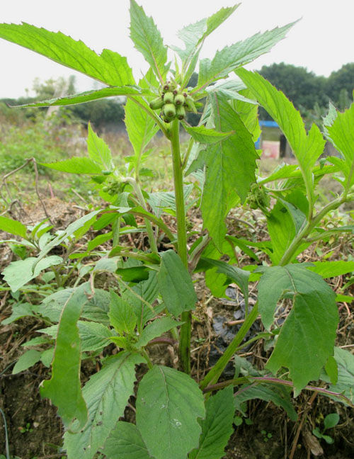 革命菜