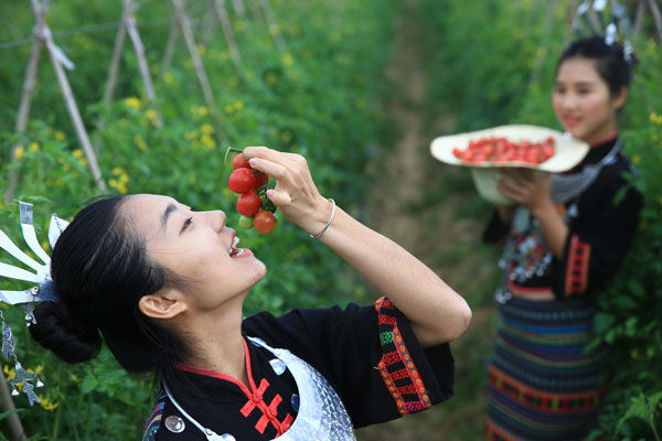 陵水圣女果