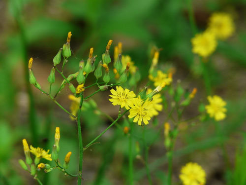 黄鹌菜