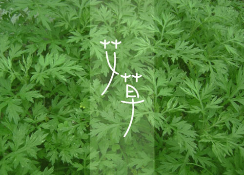 艾草