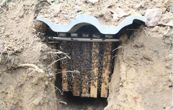 人工搭建的野生蜂巢
