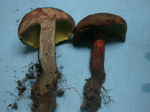 海南黄肉牛肝菌