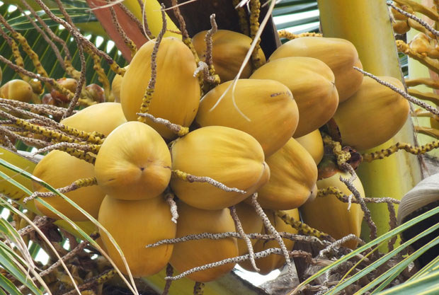 海南金椰子