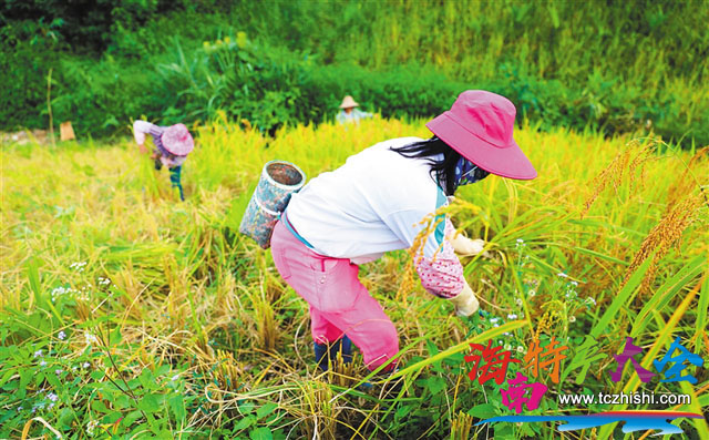 村民在收割成熟的山兰稻