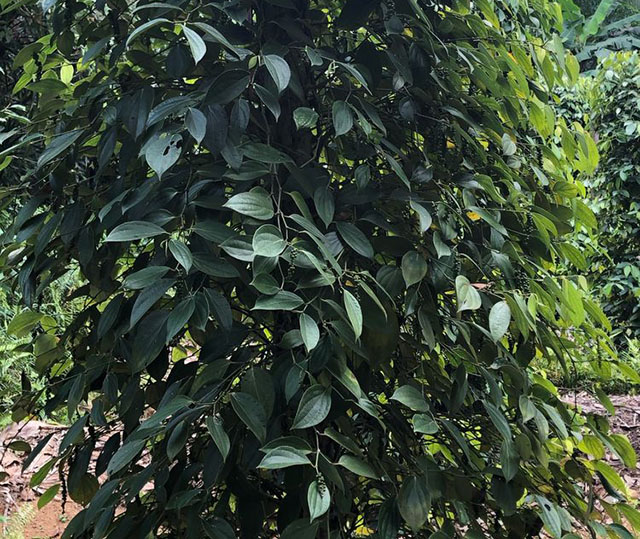 胡椒树