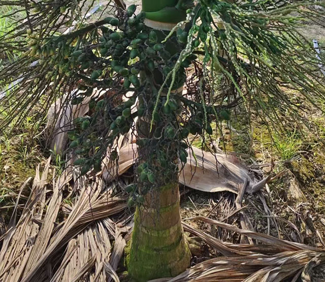 矮节槟榔