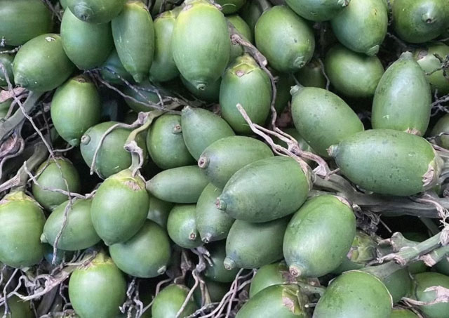 海南槟榔收购行情信息参考(2026年1月2日)