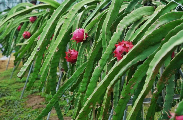 东方某火龙果种植基地