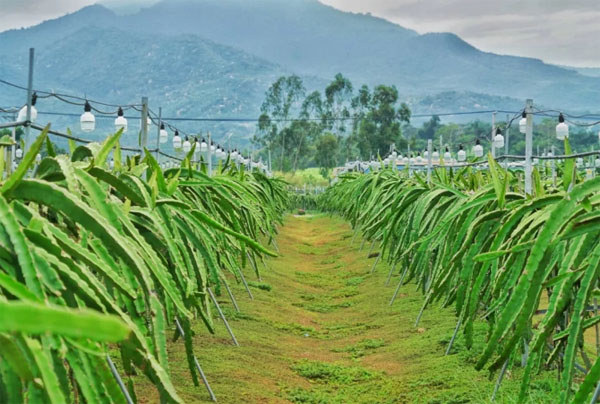 东方某火龙果种植基地