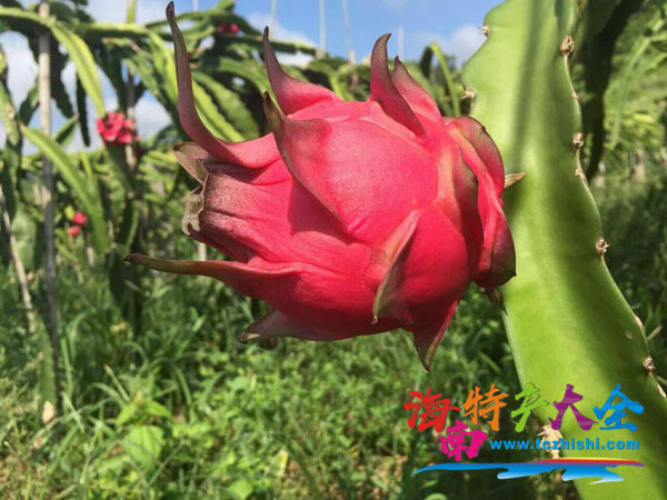 大红二号火龙果