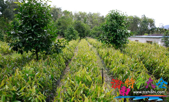 海南榴莲苗圃基地图片