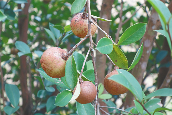 中坤农场公司油茶标准化生产示范基地种植的油茶果