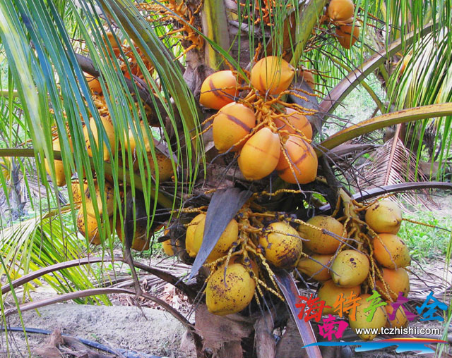 海南三大椰子新品种介绍，你都吃过吗？