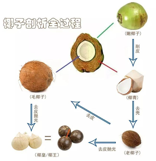 椰子剖析全过程