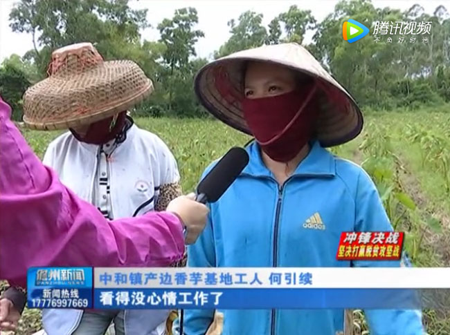 香芋基地工人何引续